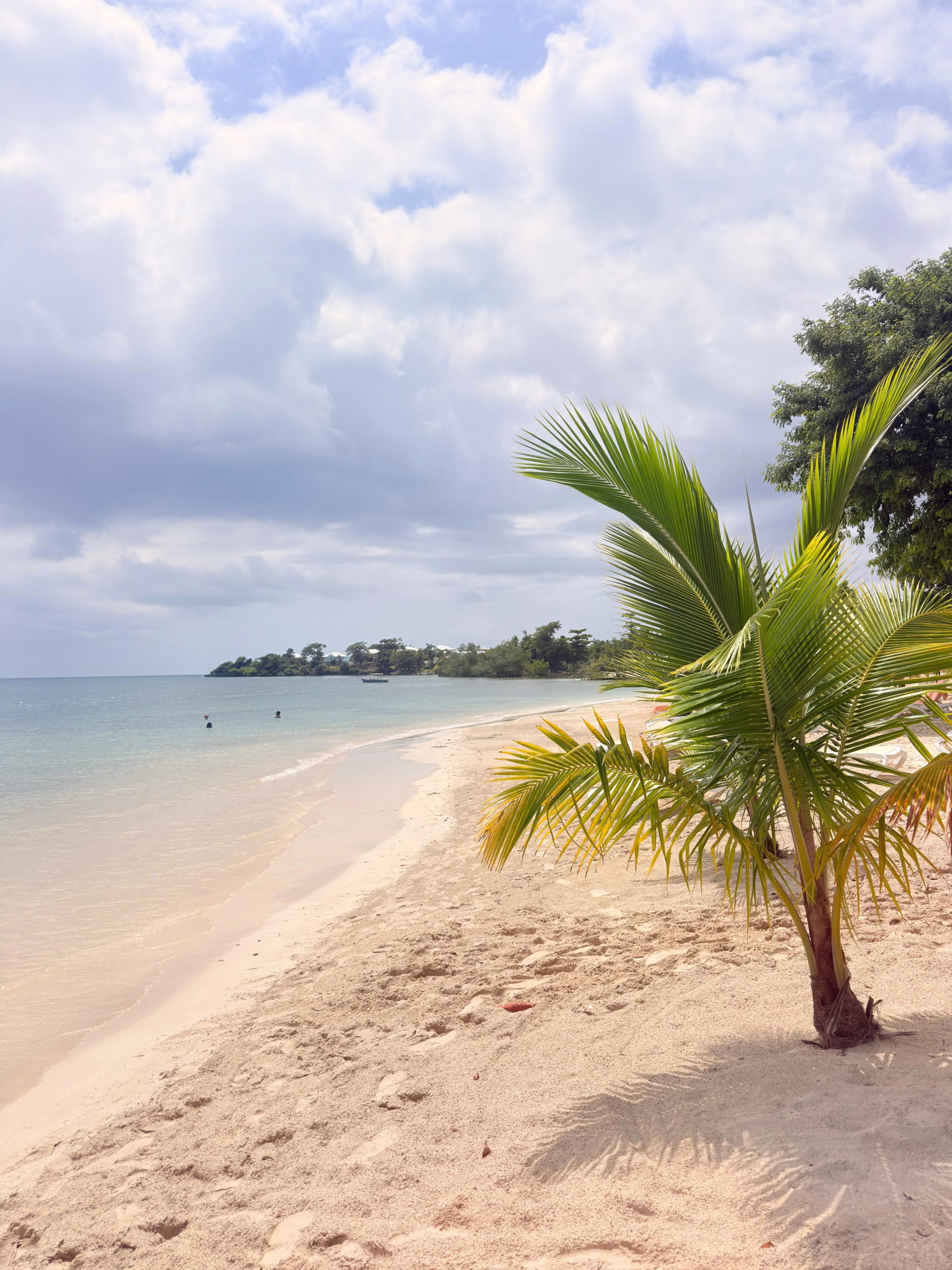 A quiet sandy beach with a young palm tree in Negril
