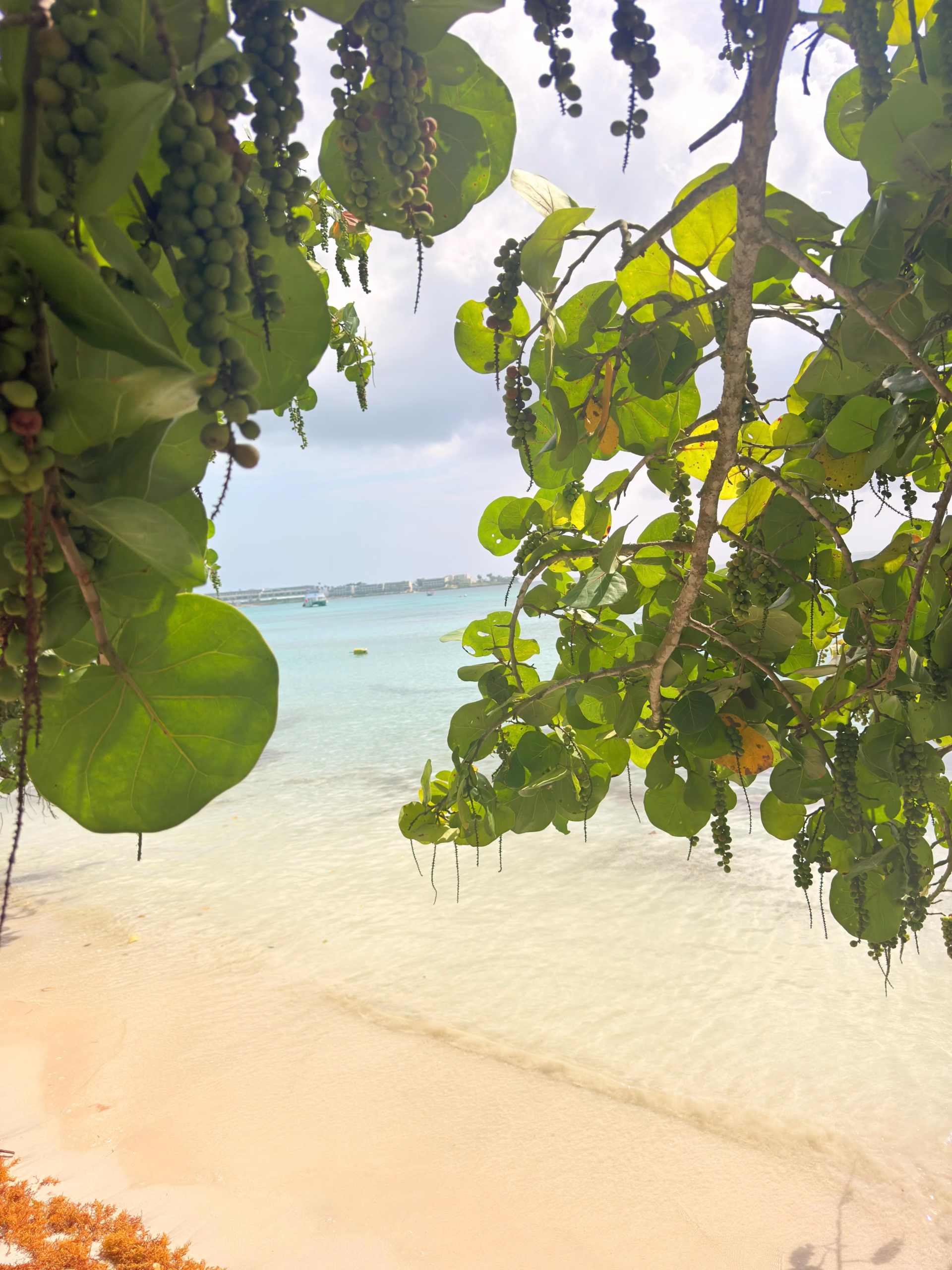 Leafy tropical shade beside calm water in Negril